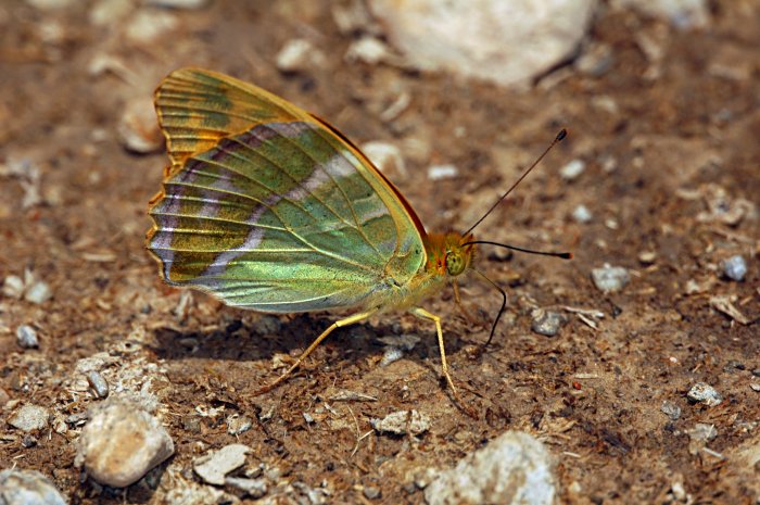 Eublemma ostrina